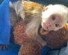 playful pygmy marmoset and Capuchin monkeys,