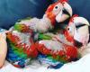 Fresh laid Fertile parrot eggs and parrots for sale
