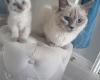 Prachtige Siamese kittens