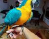 Young blue and gold macaw male with cage