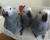 Lovely Talking African gray parrots for sale
