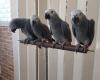 African Grey parrot For Sale ...whatsapp me at: +4915733647341