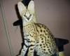 caracal and serval kittens available