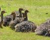 Ostrich Chicks and eggs available