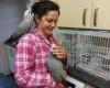 male and female African Grey parrots for sale