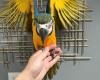 Blue and gold macaw male with cage