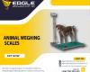 1000kg bench scale Industrial Animal Platform scale weighing scale in Kampala Uganda