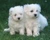 male and female Maltese Puppies: Cute And Facts