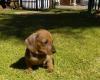 Dachshund puppies for sale in Spain