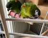 Complete Sell Of Home Aviary Both Babies & Breeding Pairs