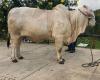Livestock (Healthy Brahman Cattle for Sale)