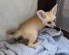 Available Fennec Fox