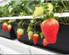 Buy OMRI-certified and renewable strawberry grow bags from RIOCOCCO