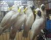 Cute Talking Cockatoo parrots for sale
