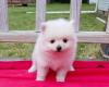 Kc Boy Pomeranians ...whatsapp me at: +4915733647341