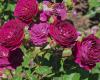 10 beautiful Rose Bushes