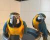 Talking Blue and Gold Macaw parrots for sale