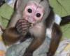 Capuchin Monkeys, Male & Female