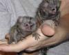 Finger Baby Marmoset Monkeys for sale