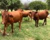 Bonsmara Cattle For Sale