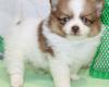 Adorable Pomeranian Puppies Looking for Loving Homes
