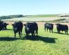 Livestock Angus Cattle for Sale