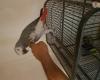 Wanted African Grey in Fife boy and girl