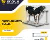 New model Animal electronic scale digital platform scales in Kampala Uganda