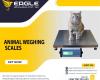 Portable Cattle Platform Digital Animal Electric Weight Scales in Kampala Uganda