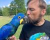 Hyacinth macaw parrots for adoption