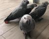 young and old african grey talking parrot in Great Barr