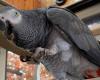 Amazing Talking African Grey Parrots For Good Homes