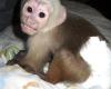 Very Healthy Capuchin Babies For X MAS Adop.