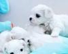 Tiny Maltese Puppies