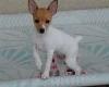 Fox Terrier puppies for sale: