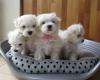 Outstanding Maltese puppies,
