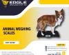 Digital animal weighing scales Electronics Platform Scale Balance in Kampala Uganda