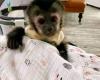 Capuchin Monkeys Available For Good Pet Homes