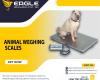 Electronic 1500Kg Animal Digital Weighing Platform Animal Scales in Kampala Uganda