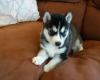 Gorgeous Siberian Husky Puppies ..whatsapp me at: +4915733647341